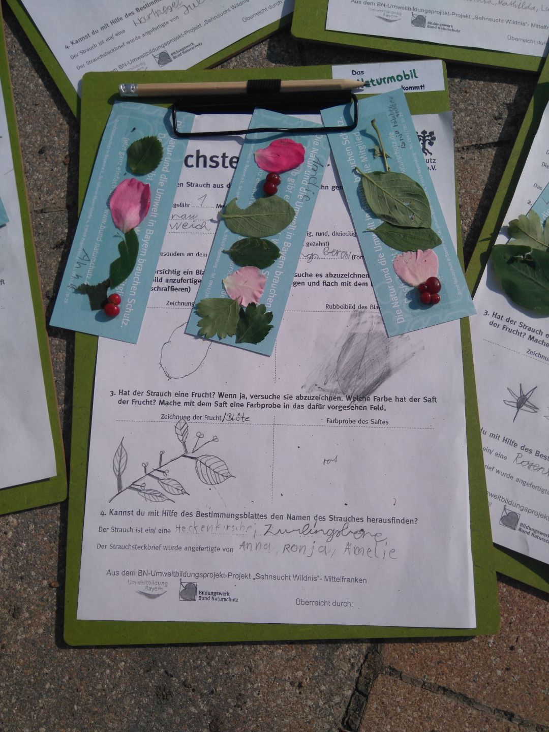 Strauch-Steckbrief - Foto: Zlamal Foto: Marion Zlamal