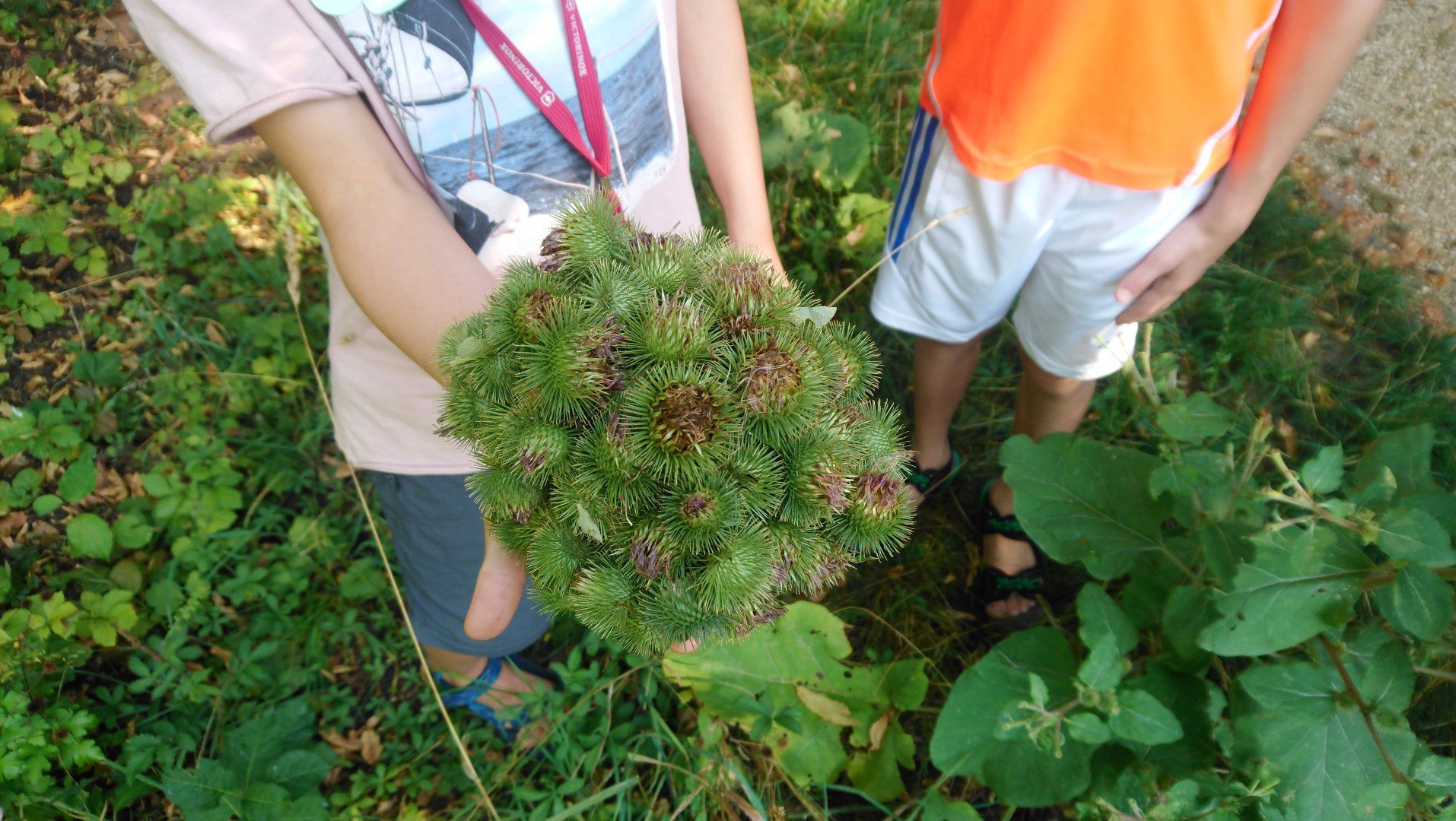 Klettenigel - Foto: Zlamal Foto: Marion Zlamal