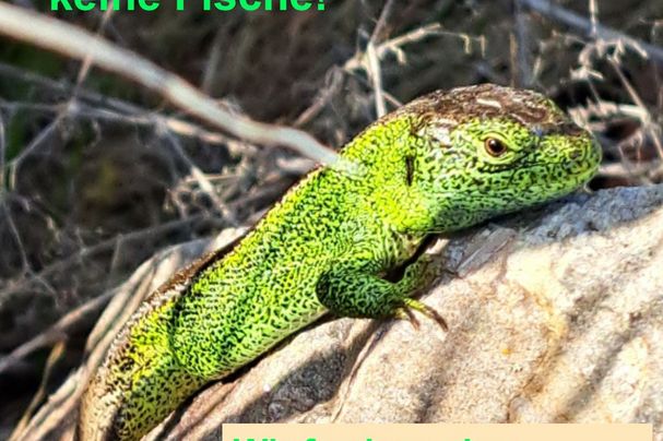 Foto: R. Schoberer - BN KG Regensburg