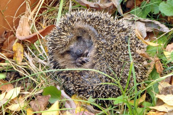 Foto: Heinz Ehrsam - BN-Bildarchiv