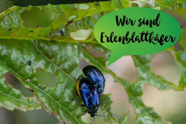 Foto: A. Muscholl-Silberhorn