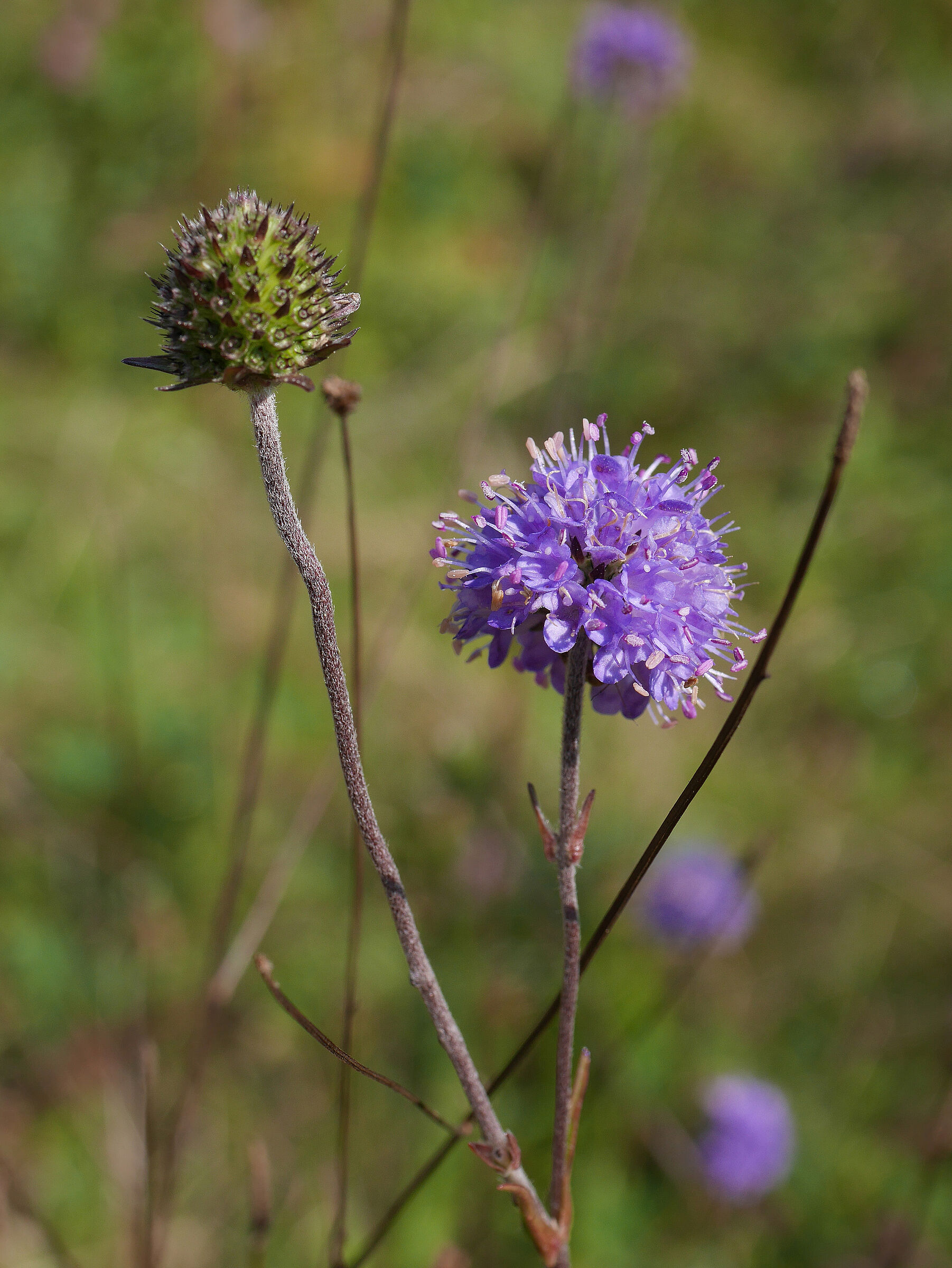 Foto: A. Muscholl-Silberhorn