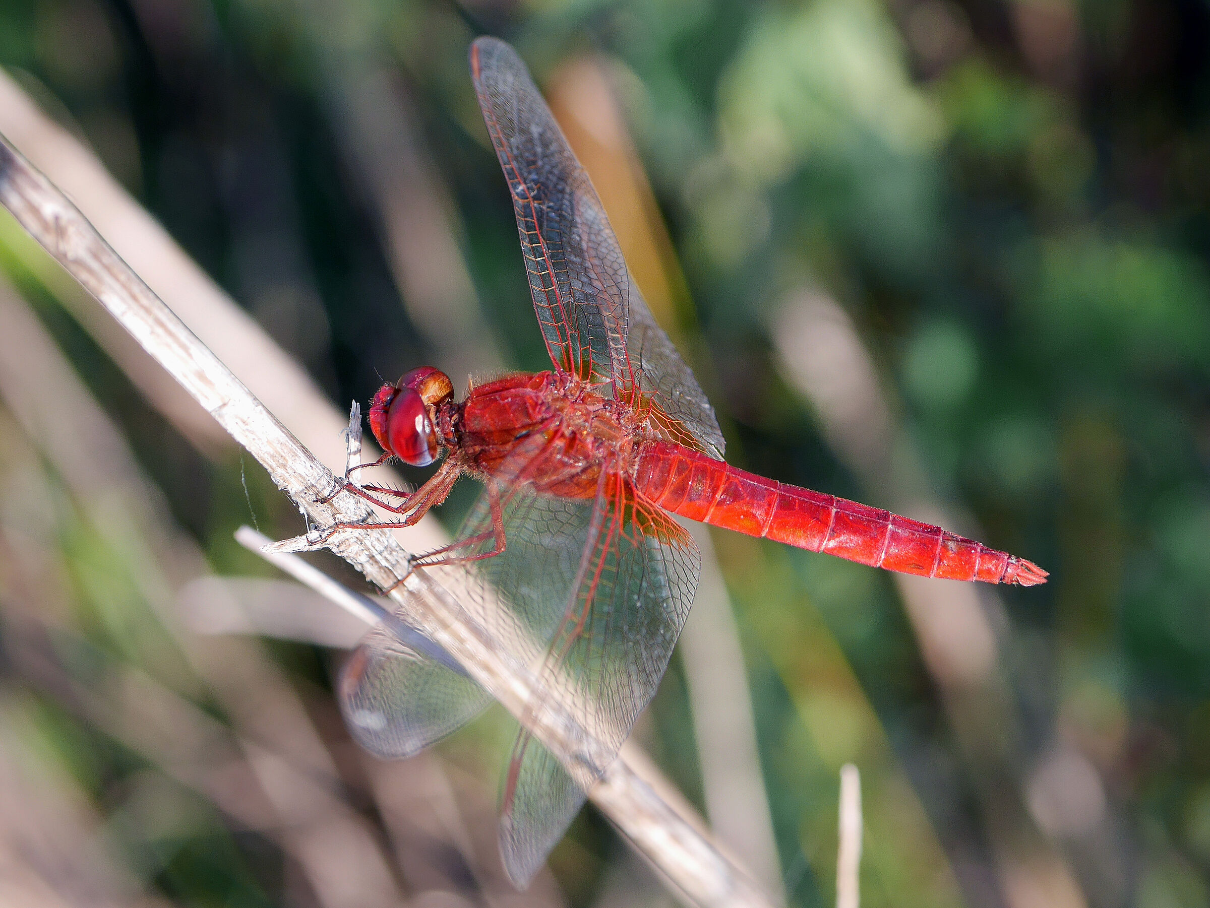 Foto: A. Muscholl-Silberhorn