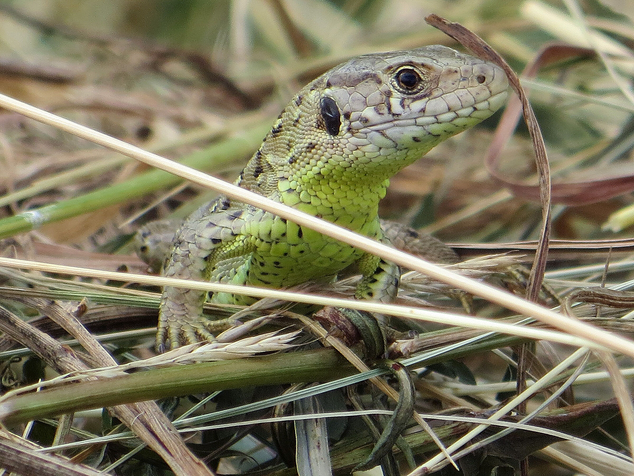 Foto: A. Muscholl-Silberhorn