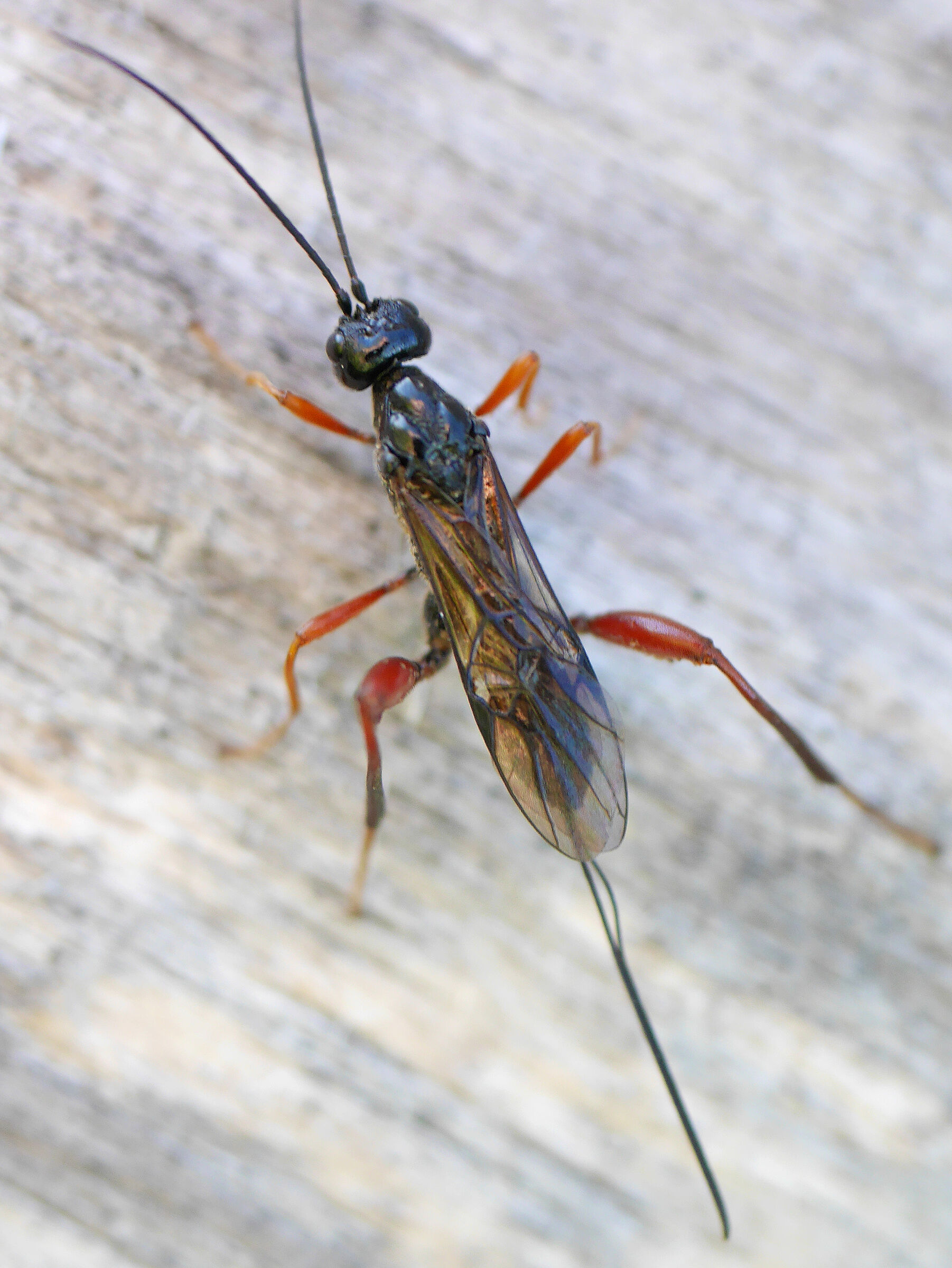 Foto: A. Muscholl-Silberhorn