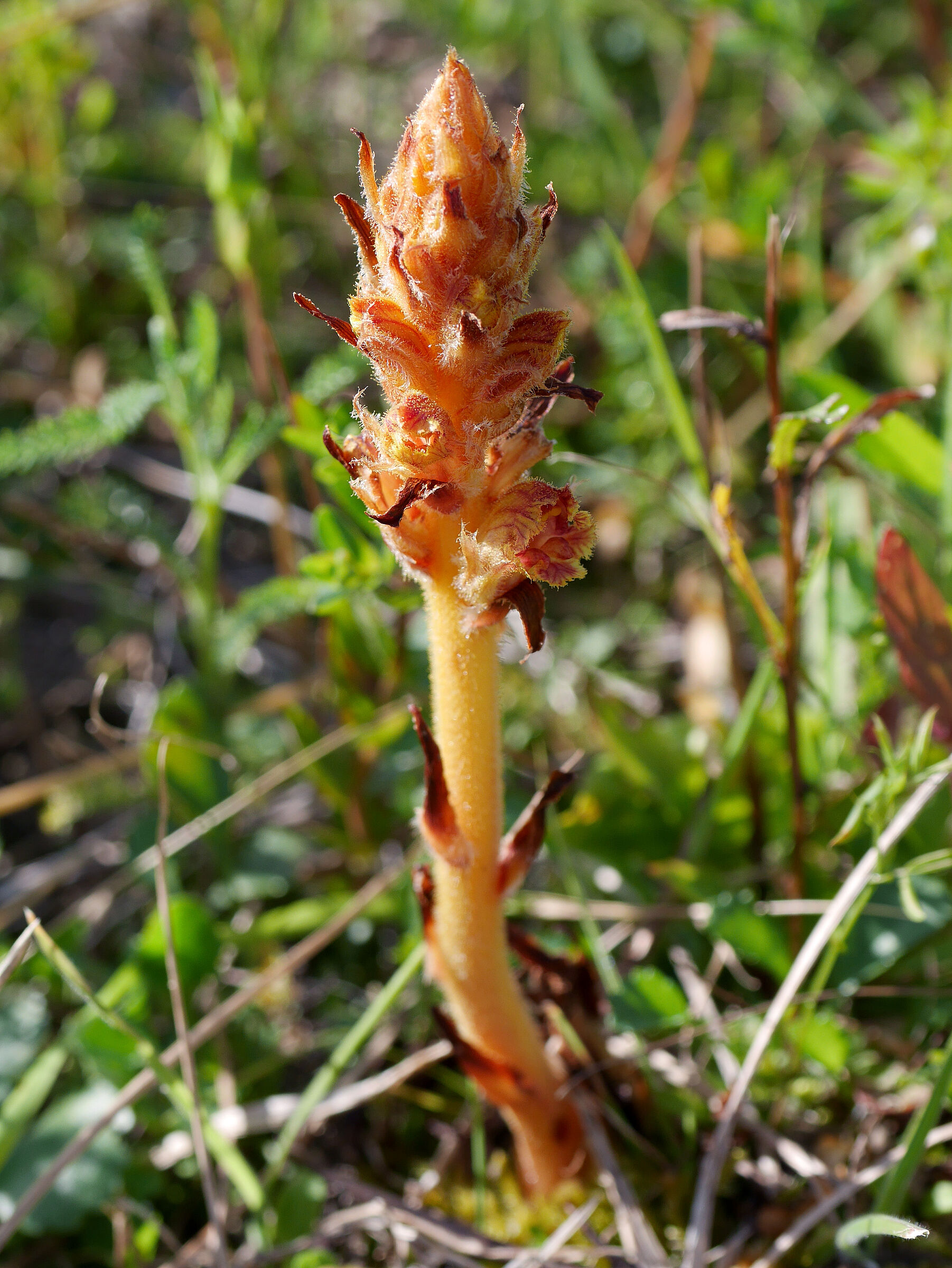 Foto: A. Muscholl-Silberhorn