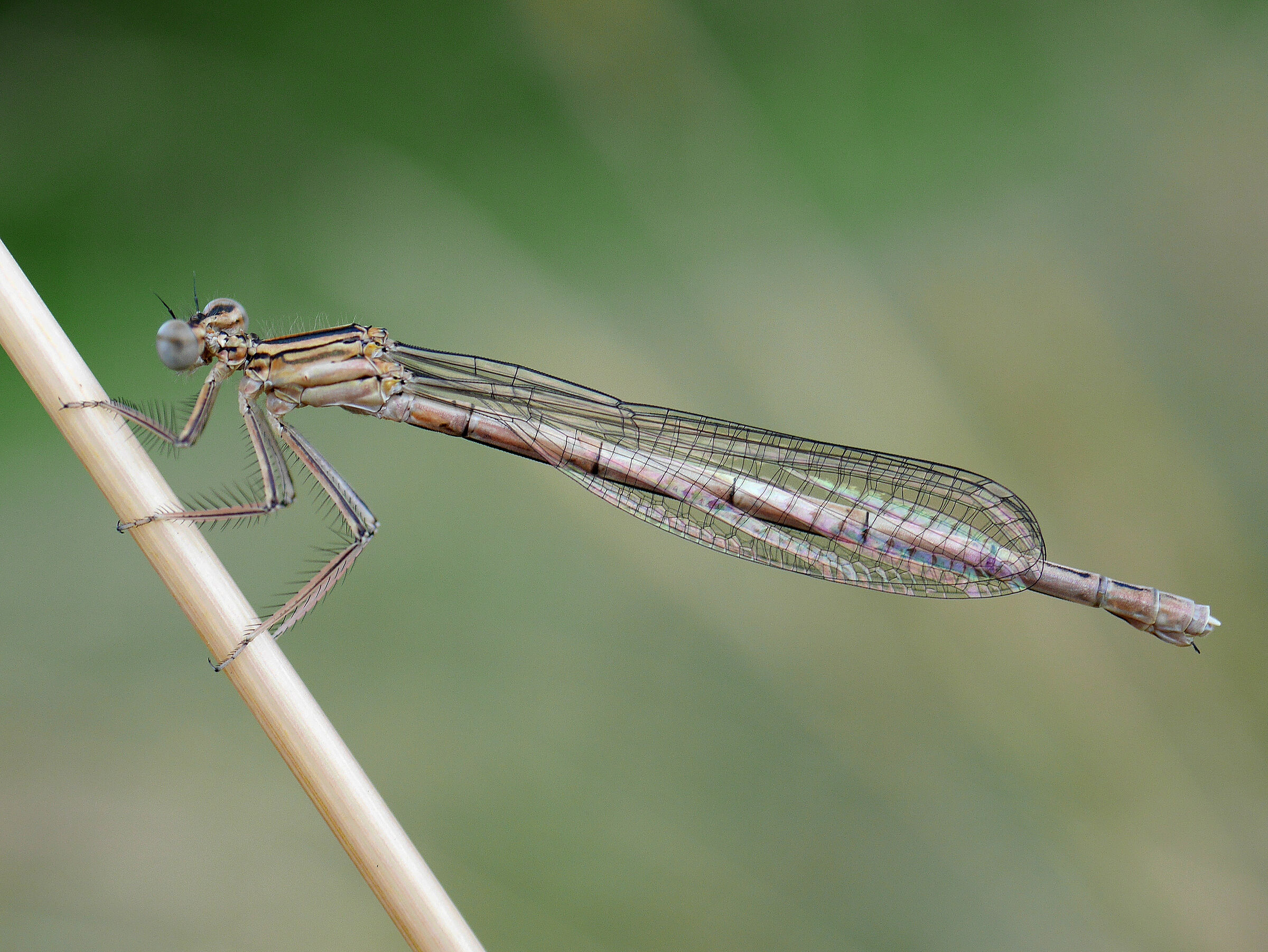 Foto: A. Muscholl-Silberhorn