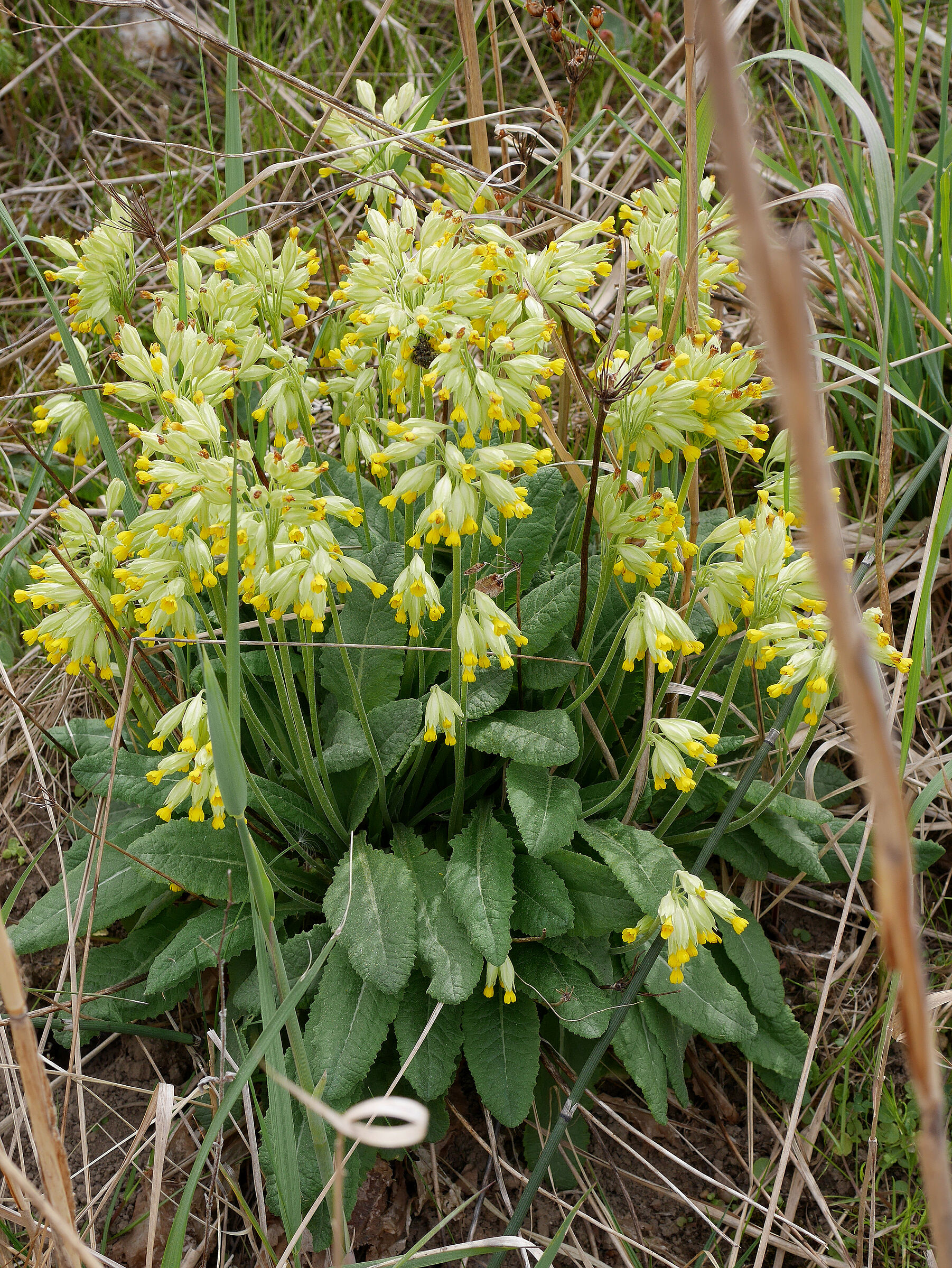 Foto: A. Muscholl-Silberhorn