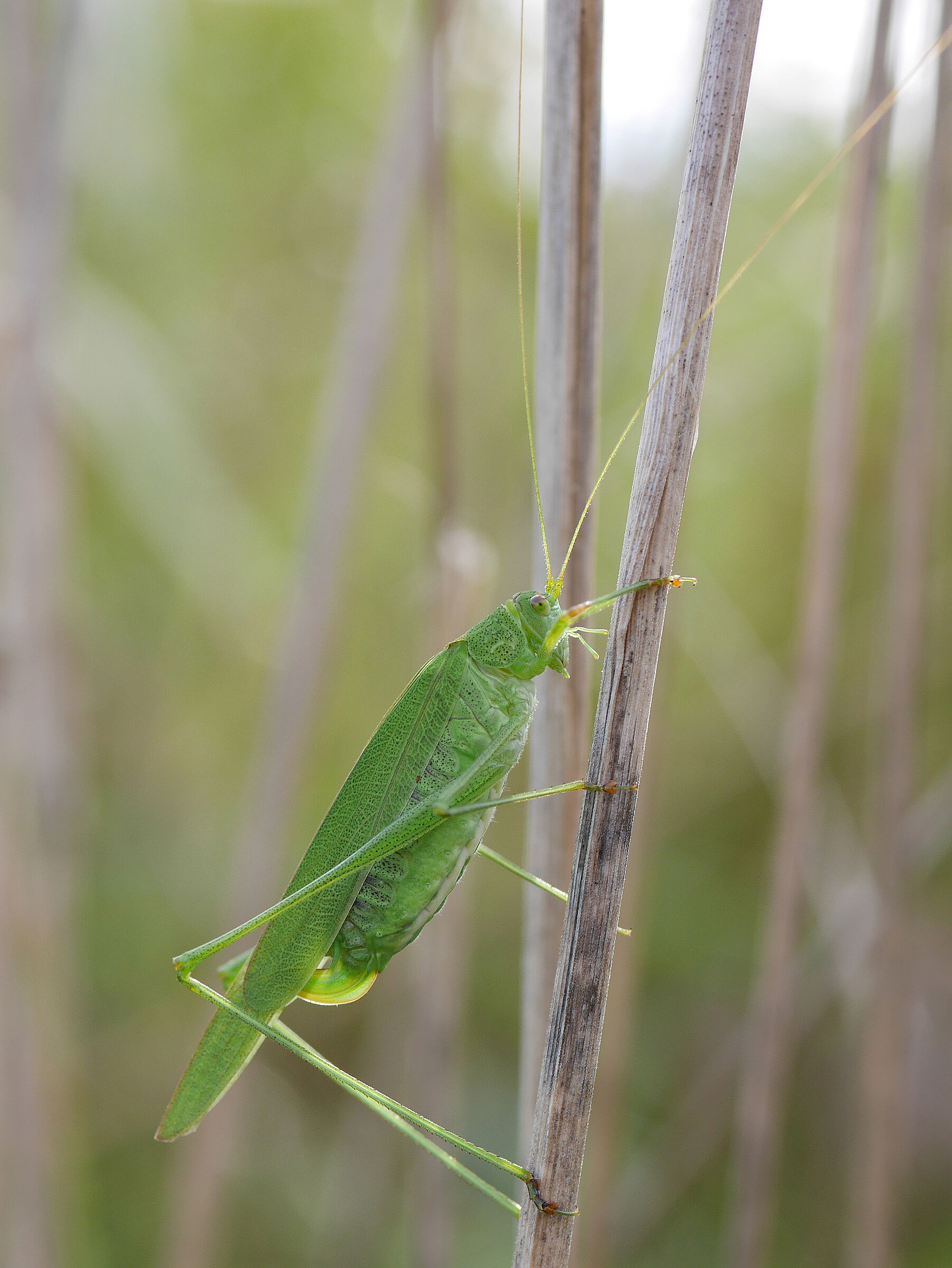 Foto: A. Muscholl-Silberhorn