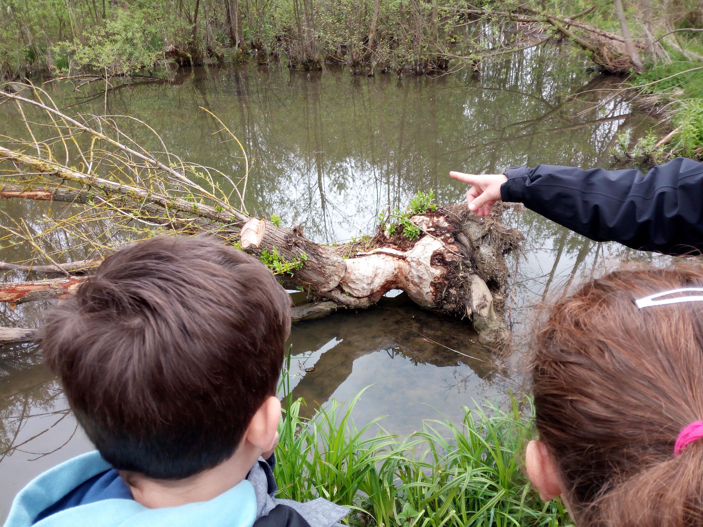 Biberspuren - Foto: GS der Vielfalt und Toleranz Regensburg