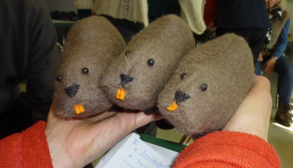 Wie schwer ist ein Biber-Baby? - Foto: Zlamal