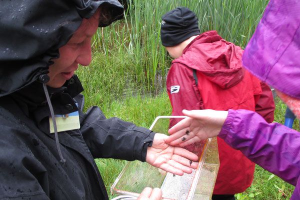 Mini-Fröschlein Juni 2016 - Foto: GS Wolfsegg