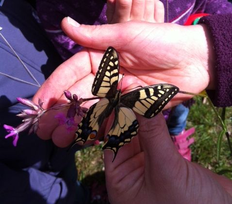 Schwalbenschwanz - Foto: Nunn